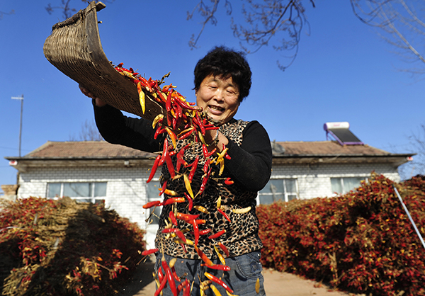 12月15日，河北吴桥县于集镇种植户许淑爱在筛除辣椒中的杂质。