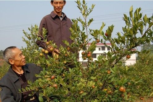 油茶苗，让农民快速致富的法宝