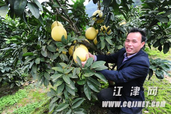 重庆江津：一位返乡农民工的蜜柚致富梦