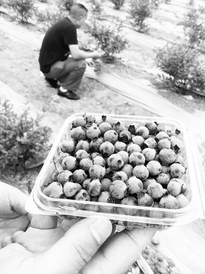 四川绵竹农户“试水”高档水果 蓝莓售价100元一斤