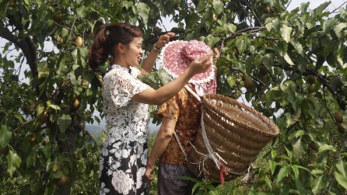 毛兴燕帮农户摘梨。