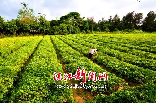 致富有道：新寮岛花生油