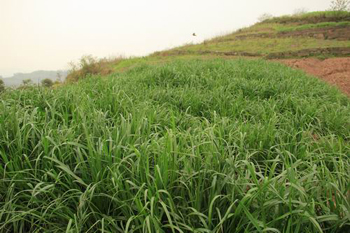 石龙村农民分散种植的牧草