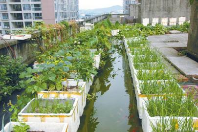 养鱼虾种植物楼顶变菜园 遂宁市民打造开心农场