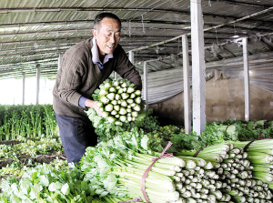天津市武清区小龙庄村发展订单农业 促进农民增收
