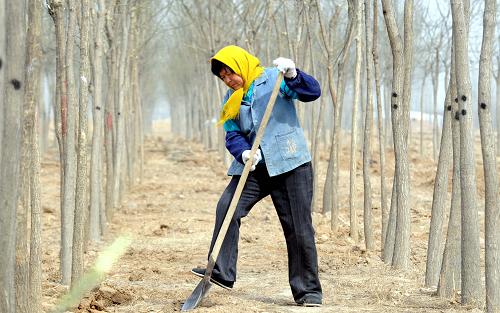 3月18日，河北省永清县北孟一村农民在栽植国槐苗木。