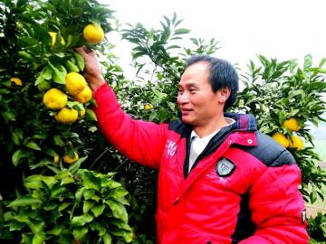 四川金堂县：钟家林试种日本杂柑“爱来水”