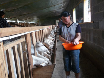贵州务川县：骑在羊背上的务川 种草养殖好榜样