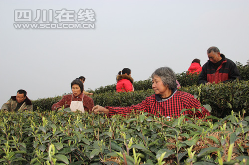 四川泸州纳溪：小茶叶撑起大产业