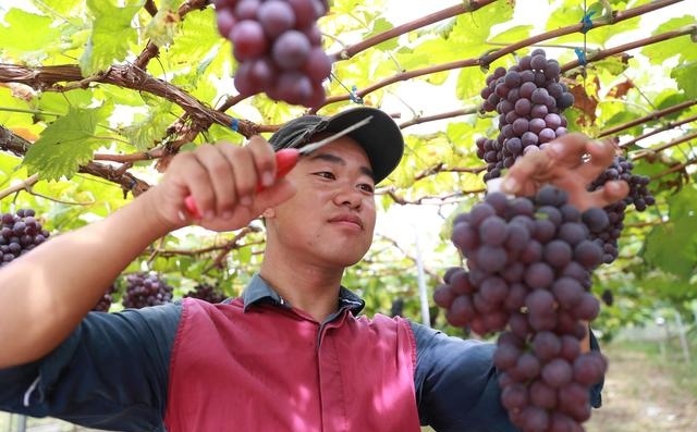 90后返乡大学生用酵素种植的生态葡萄喜获丰收