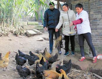 女书记当上“销售经理” 带领村民养鸡致富