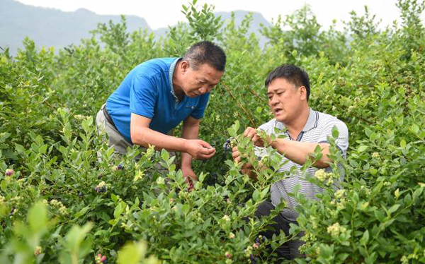 6月23日，地沟村村支部书记王鹤令（左）和村民郭维福在观察蓝莓长势。