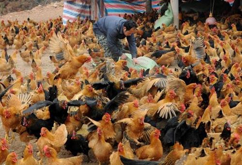2月11日，在上思县那琴乡龙楼村，工人正在给肉鸡喂食。