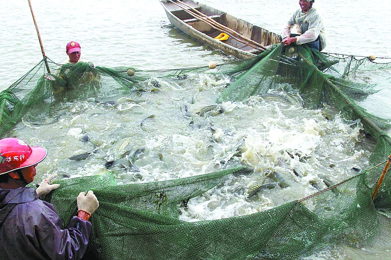 鲈鱼养殖亩产超万斤