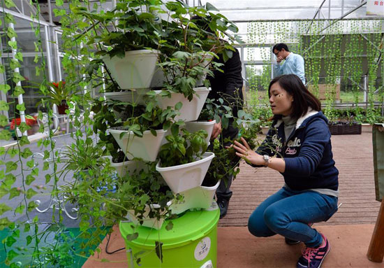 11月20日，团队成员唐彦坤在温室大棚内打理用立柱式智能园艺机种植的绿植。