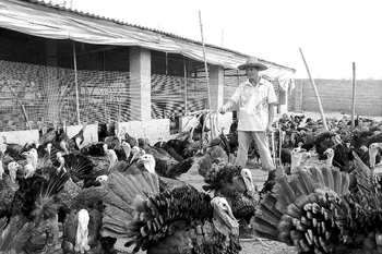 广西横县：火鸡肉美难饲养 超级食物有市场