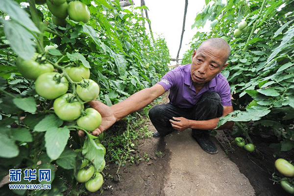 8月26日，进步村农民周峰在大棚内查看西红柿长势。