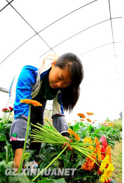 2013年10月31日，周章婷在采摘非洲菊