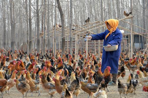 3月19日，河北省河间市林豆万村丰伟农业合作社的农民在给鸡喂食。