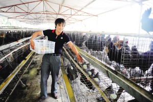 农户引进“药鸡”养殖 带动农民奔致富