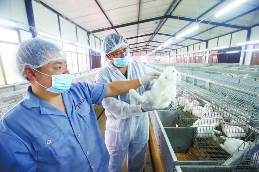在位于渝北区统景镇的阿兴记肉兔场内，工作人员正在检查肉兔身体情况。