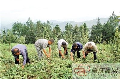 重庆彭水县：只搞管理不下田 农民种红薯年入50万