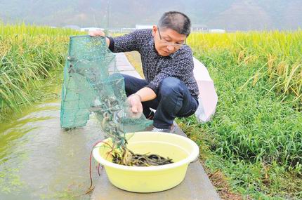 浙江桐庐县：稻田养泥鳅经济生态效益高