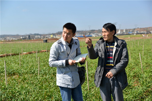记者在黄芽韭菜种植基地采访马振华