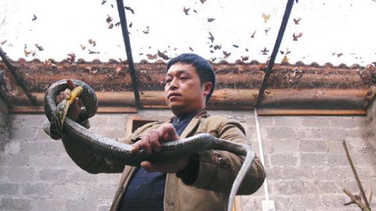 贵州黎平：深山里的养蛇人