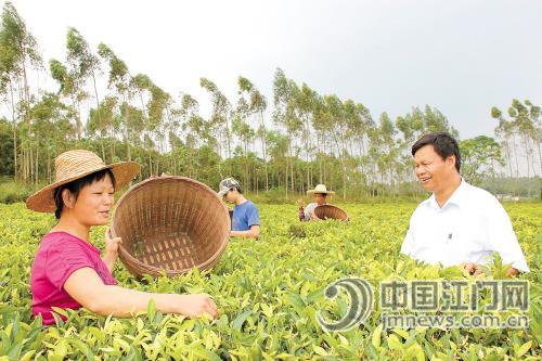 广东恩平：“恩平茶王”带领茶农奔向红火日子