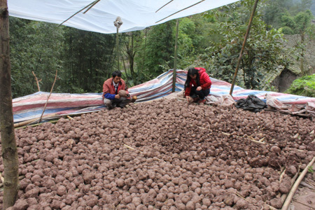 魔芋产业，种植面积达400多亩