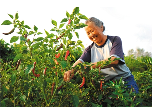 采摘着红红的辣椒，农户脸上洋溢着幸福的笑容