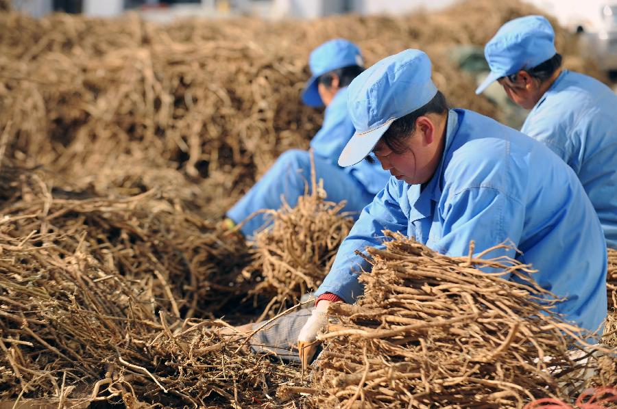 山西浑源县丽珠芪源药材公司员工在修剪鲜黄芪（11月1日摄）。