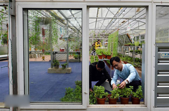 11月20日，王储（右）在温室大棚内对绿植进行移栽。