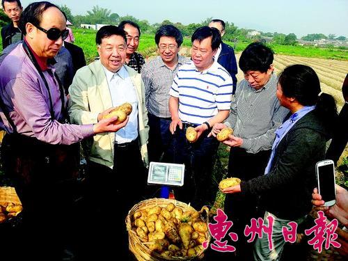 广东惠州马铃薯两新品种亩产超4200公斤纯收上万元