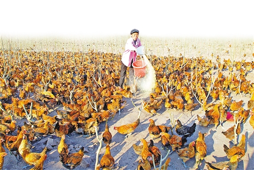 重庆石柱：效益畜牧让农民满了钱袋子