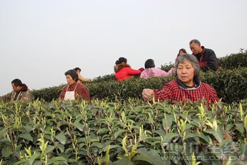 四川泸州护国：种茶经济效益好 茶农闲时把茶聊
