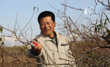 辽宁大连：桃树一栽十三年 年入百万辛苦钱