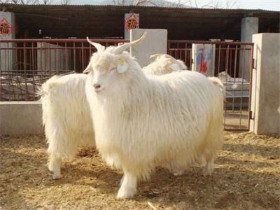 重庆三峡移民科技养羊当上“首席羊倌”