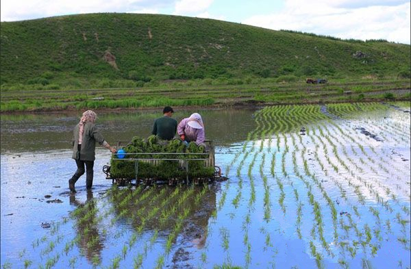 内蒙古莫旗绿色种植：农民增收致富的“金钥匙”