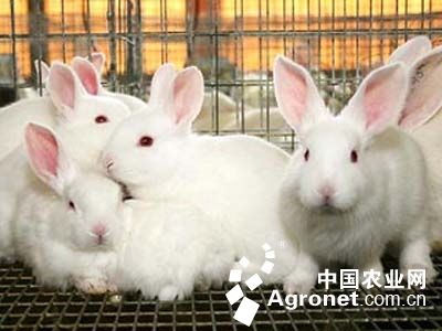 贵州晴隆县：獭兔养殖“钱途”无限