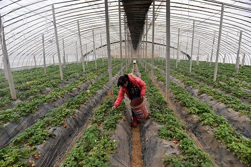 在山西平陆县后地村，一位村民在草莓大棚里劳作（3月19日摄）