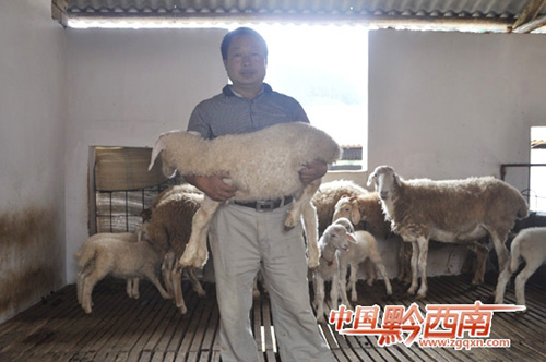 贵州普安县：黄元进养羊致富鼓腰包