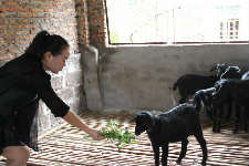 周小凤：农家“女汉子”有胆识 养羊创业带动乡邻致富2