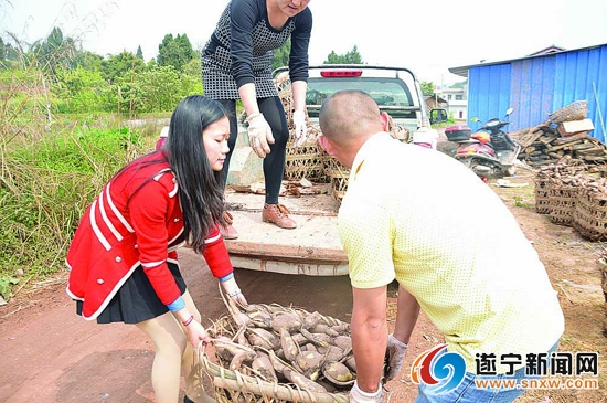 吴倪蔓：想当“农民”的女大学生