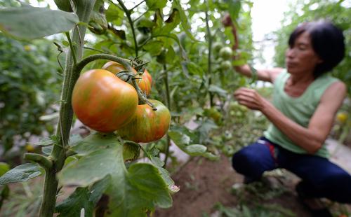 河北固安：特色农业种植助农增收