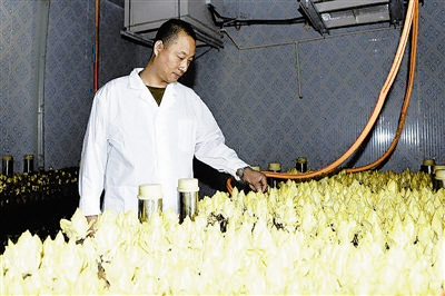 图为生产车间里栽种出的金玉兰。