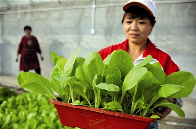 天津滨海新区蔬菜种植基地盆栽蔬菜卖出好“钱” 景