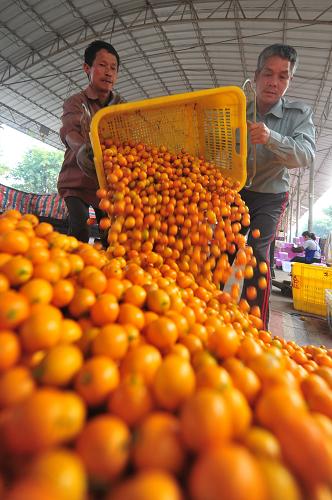 3月7日，广西融安县水果批发市场，工人准备分捡刚刚收购回来的金橘。