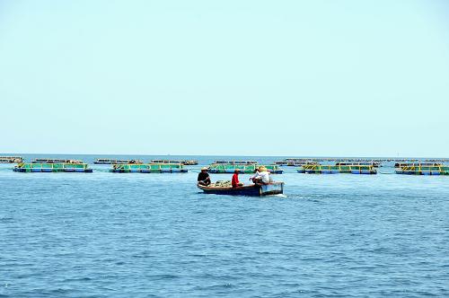 6月20日，搭载渔工的渔船在西沙晋卿岛附近海域深水网箱养殖区里穿行。